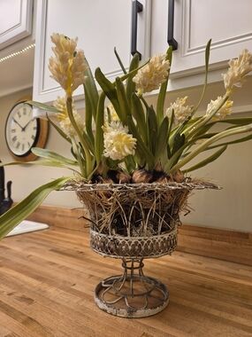 Cream Hyacinth Bulb Arrangement in Decorative Metal Pedestal